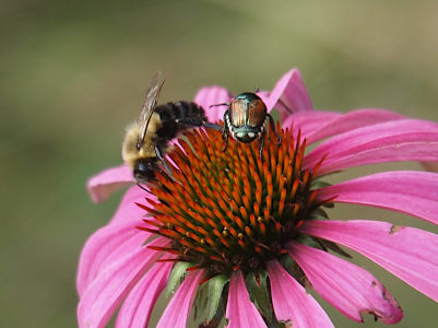 [Very close view of the center of a pink coneflower bud. The petals are attached, but fall downward away from the center. The center is a bunch of orange spikes. A beetle is walking across the top of the center while a bee walks around the outer edge of the center.]